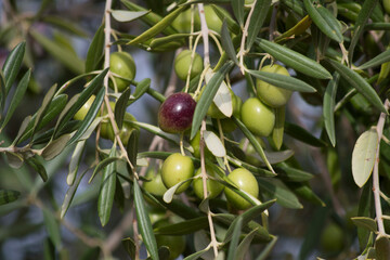 Aceitunas madurando en otoño