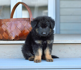 Cute German Shepherd puppy