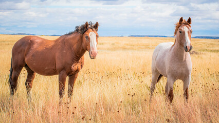 Fototapeta premium Horses in the field