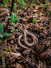 snake in the wild
