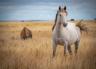 Obraz na płótnie Canvas Horses in the field