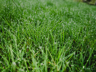 green grass background with waterdrops