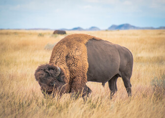Bison in the field