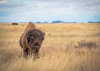Bison in the field