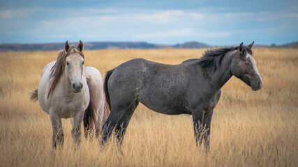 Horses in the field