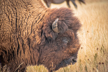 Bison in the field