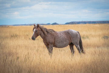 Horses in the field