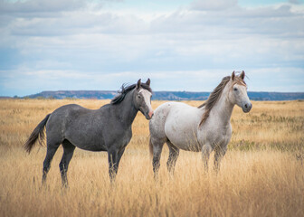 Fototapeta na wymiar Horses in the field