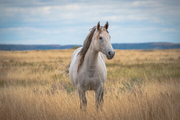 Horses in the field