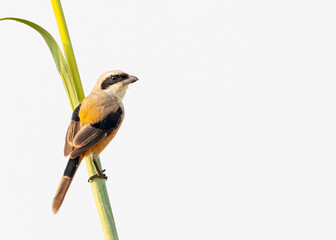 A Long tail Shrike on a long grass