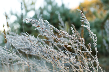 green grass with morning frost. grass in frost, morning frost