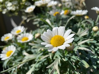 Fototapeta premium daisies in a garden