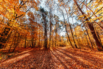 Beautiful autumn park. Forest in Autumn.