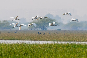 A Flight over a wetland by Spoon bills
