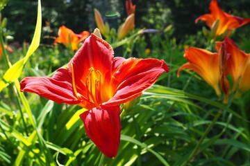 Hemerocallis hybrid Anzac is a genus of plants of the Lilaynikov family Asphodelaceae. Beautiful red lily flowers with six petals. Long thin green leaves. Flowering and crop production as a hobby