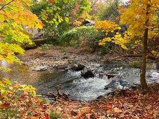 Brilliant autumn foliage in colors of yellow, brown and orange surround a small stream with rushing...