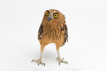 The buffy fish owl or Malay fish owl bird (Ketupa ketupu)  isolated on white background