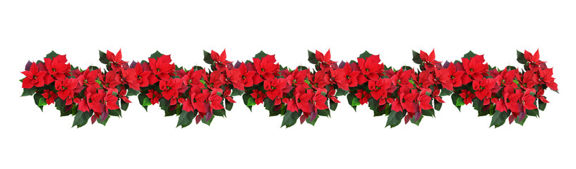 Christmas poinsettia red flowers in a floral decorative garland isolated
