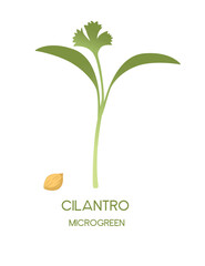 Fresh microgreen superfood sprouts cilantro healthy nutrition vector illustration isolated on white background