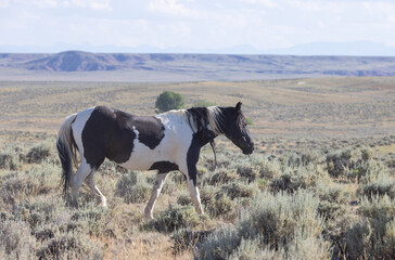 Beautiful Wild Horse in Summer in the Wyoming Desert