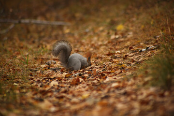 cute squirrel searching food in grass in autumn park