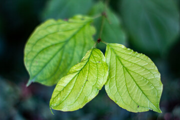 Hojas verdes de una árbol de un parque de Madrid con diferentes enfoques viendo la rama central que las une a todas en un día otoñal.