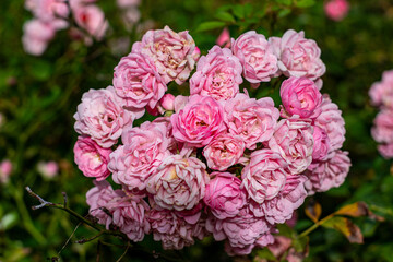 Grupo de rosas de color rosas en un ramo de hojas verdes con el fondo del bosque desenfocado en pleno invierno en la gran ciudad de Madrid.