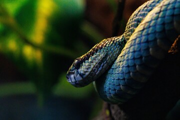 Closeup of beautiful blue pit viper on branch in terrarium at the zoo