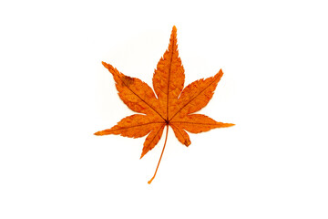 Autumn leaves on a white background isolated. Collection of colorful fallen autumn leaves.