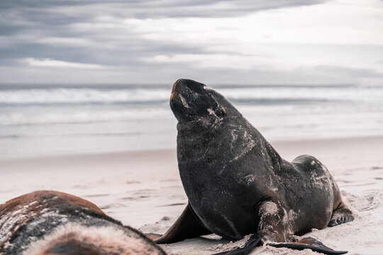 cute fur seal with raised head on beach sand calm and relaxed near sea water under cloudy sky at sunset, sandfly bay, new zealand