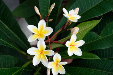 Lovely white flower. View from above. The amazing charm of plants