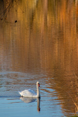 water reflecting swan