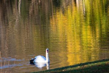 swan swimming