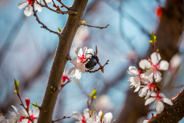 Blue bumblebee on a blossoming sakura tree. Beautiful spring landscape of wild nature.