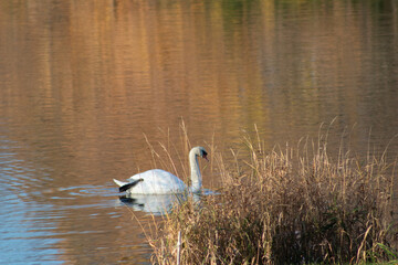 swan swimming behind