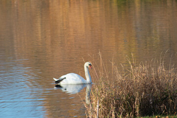 swan swimming behind grasses