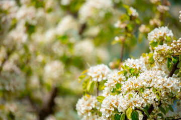 White flowers bloom in the trees. Spring landscape with blooming sakura tree. Beautiful blooming garden on a sunny day. Copy space for text.