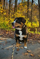 Dog in autumn 