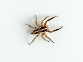 Pantropical Jumping Spider. Plexippus paykulli   