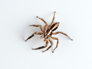Pantropical Jumping Spider. Plexippus paykulli   