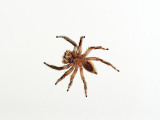 Pantropical Jumping Spider. Plexippus paykulli   