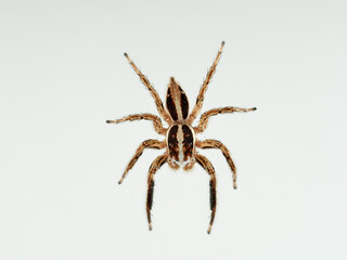 Pantropical Jumping Spider. Plexippus paykulli   
