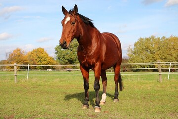 Obraz premium beautiful brown quarter horse is standing on the paddock
