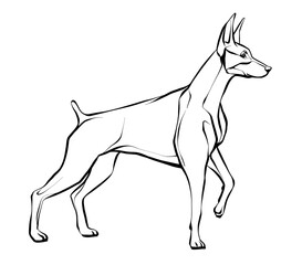 Drawing of a Doberman dog standing. Illustration of a black and white sketch. Vector.