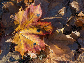 Large yellow maple leaf with black spots on the ground after leaf fall in autumn in the city park
