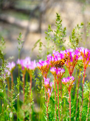 Spring flowers under the rays of sunlight. Lilac flower close-up. Beautiful landscape of nature. Hi spring. Beautiful flowers on a green meadow.