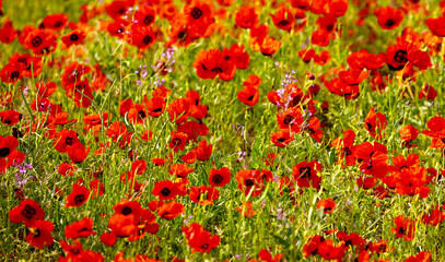 Obraz premium Spring, field of poppy flowers. The concept of the freshness of the morning nature. Spring landscape of red wildflowers. Beautiful landscape, pnorama long banner.