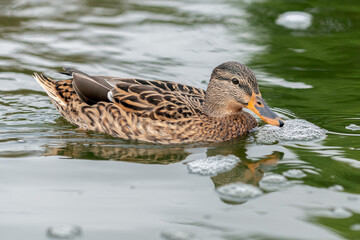 Female duck shows neutral colors in the pond water reflection while swimming across the surface