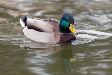 Fototapeta premium Male Mallard duck shows beautiful colors in the pond water reflection while swimming across the surface