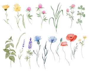 Watercolor set with wildflowers isolated in white background
